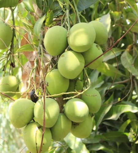 20-Profitable-Fruit-Crops-in-India5-1024x683